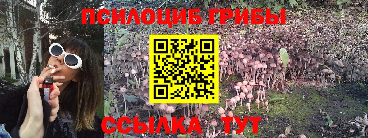 Псилоцибиновые грибы Cubensis  Вход с VPN  Галлюциногенные грибы Psilocybe  Саки 